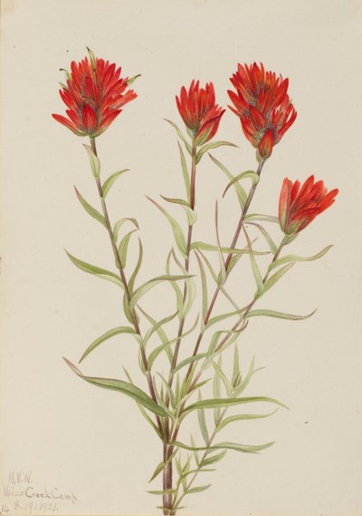 Grote rode verfkwast (Castilleja miniata) door Mary Vaux Walcott