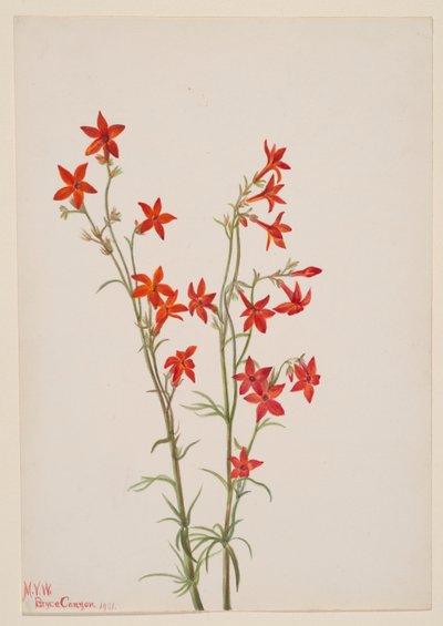 Gilia arizonica door Mary Vaux Walcott