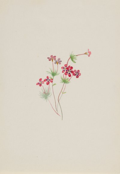 Gilia linanthus parviflorus door Mary Vaux Walcott
