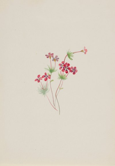 Gilia linanthus parviflorus, ca. 1900-1930 door Mary Vaux Walcott