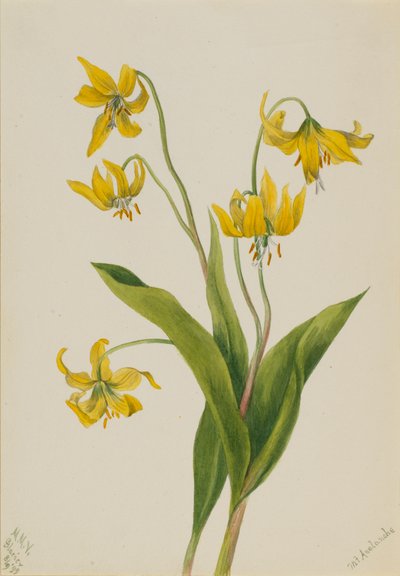 Glacierlelie Erythronium grandiflorum door Mary Vaux Walcott