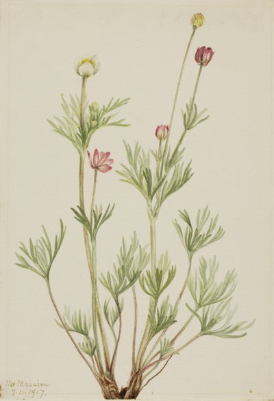 Globe Anemone Anemone globosa, 1917 door Mary Vaux Walcott