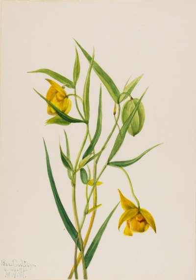 Gouden feeënlantaarn Calochortus amabilis, 1936 door Mary Vaux Walcott