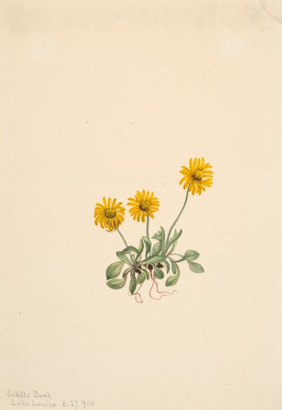 Gouden Vloekruid Erigeron aureus, 1904 door Mary Vaux Walcott