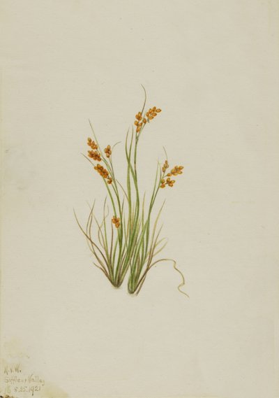 Gouden zegge Carex aurea, 1921 door Mary Vaux Walcott