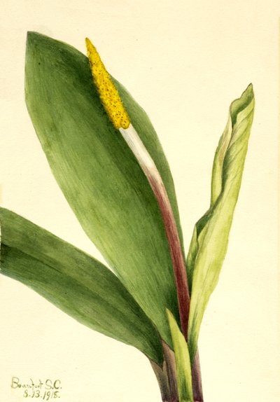 Goudenclub Orontium aquaticum, 1918 door Mary Vaux Walcott