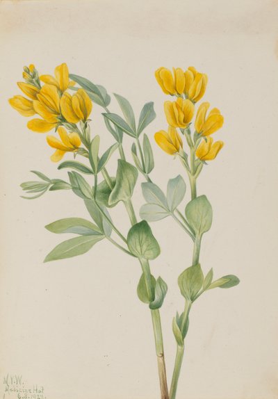 Gouden erwten Thermopsis rhombifolia, 1923 door Mary Vaux Walcott