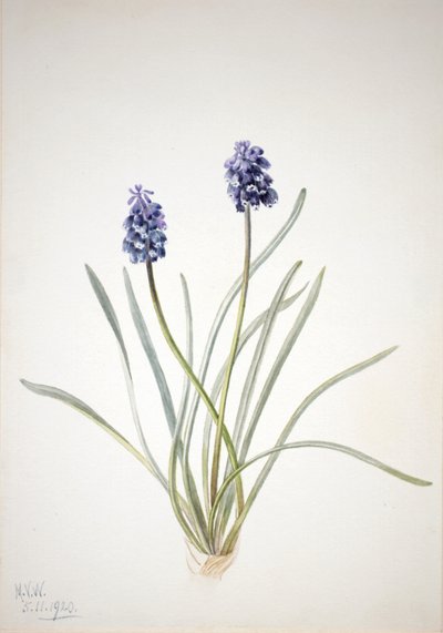 Blauwe druif Muscari racemosum, 1920 door Mary Vaux Walcott