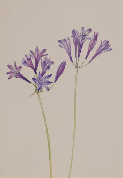 Grasnoot Brodiaea laxa door Mary Vaux Walcott