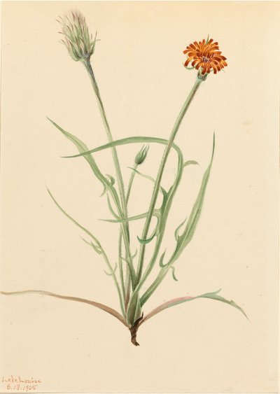 Grasblad Agoseris Agoseris graminifolia, 1905 door Mary Vaux Walcott