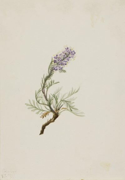 Grijze Phacelia Phacelia sericea, 1911 door Mary Vaux Walcott