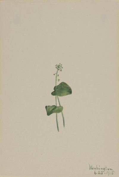 Groene addermond (Malaxis unifolia) door Mary Vaux Walcott