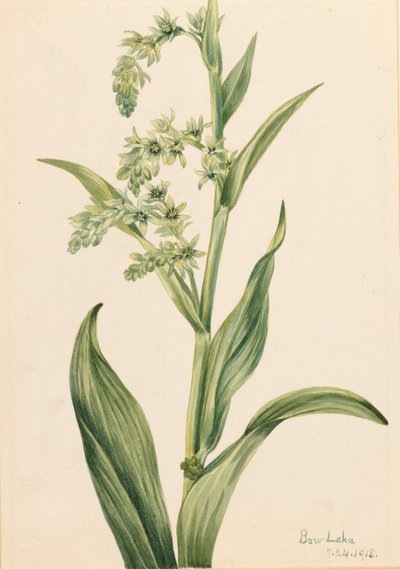 Groene berenkool (Veratrum viride) door Mary Vaux Walcott