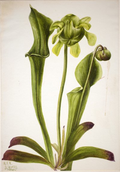 Groene bekerplant (Sarracenia orephila) door Mary Vaux Walcott
