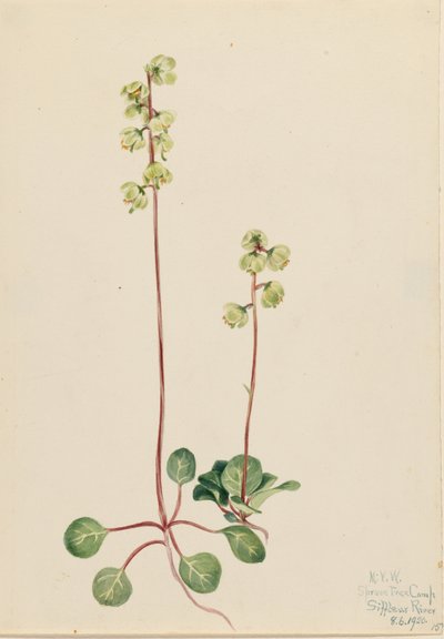 Groene Pyrola (Pyrola chlorantha) door Mary Vaux Walcott