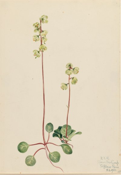 Groene Pyrola Pyrola chlorantha door Mary Vaux Walcott
