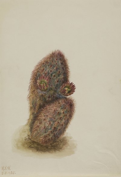 Groene Aardbeicactus (Echinocereus viridiflorus) door Mary Vaux Walcott