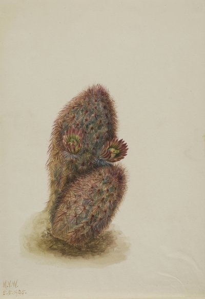 Groene aardbeicactus Echinocereus viridiflorus door Mary Vaux Walcott