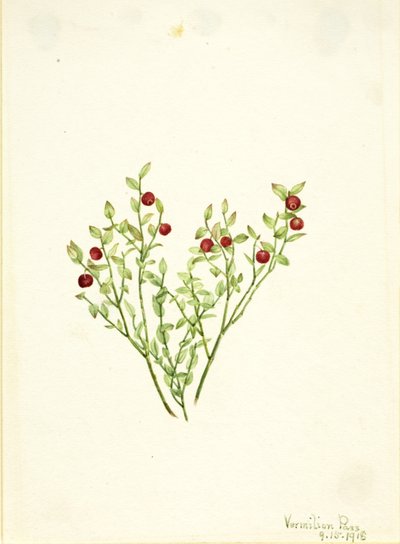 Korhoendermoerbei (Vaccinium scoparium) door Mary Vaux Walcott