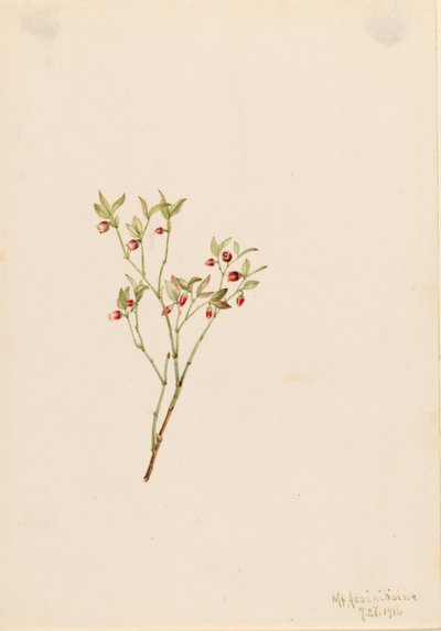 Korhoendermoerbei (Vaccinum scoparium) door Mary Vaux Walcott