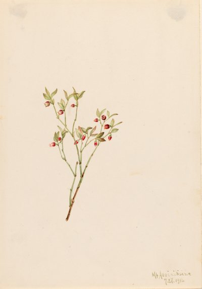 Grouse Whortleberry Vaccinum scoparium, 1916 door Mary Vaux Walcott