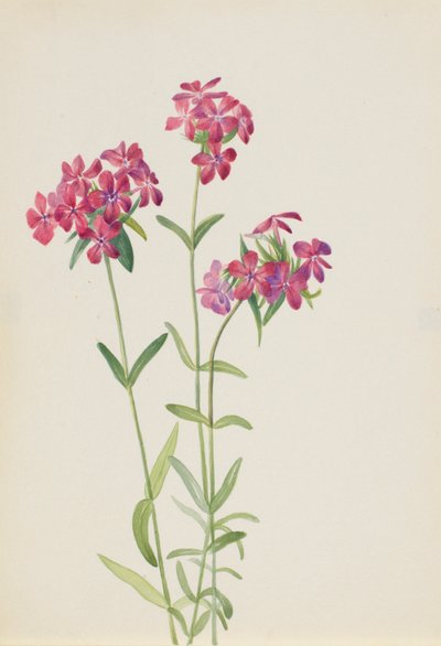 Harige Phlox (Phlox amoena) door Mary Vaux Walcott