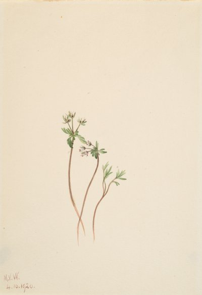 Voorbode van de Lente Erigenia bulbosa, 1920 door Mary Vaux Walcott