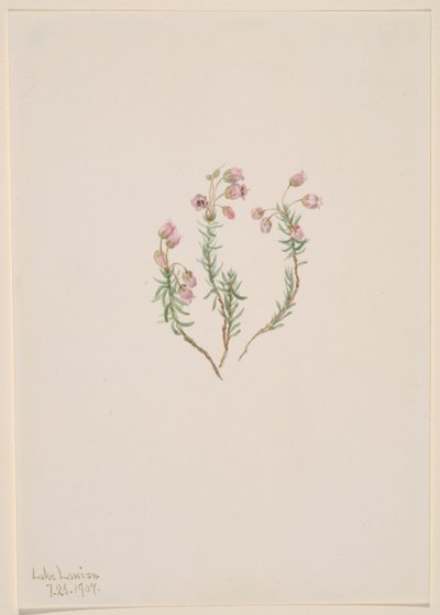 Heide (Phyllodoce intermedia) door Mary Vaux Walcott