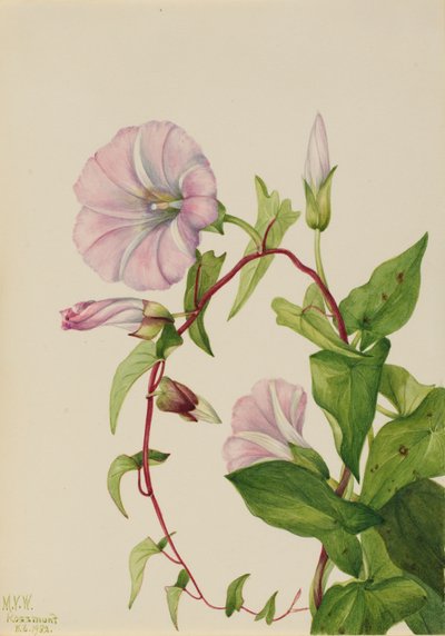 Heggewinde Calystegia Convolvulus sepium, 1932 door Mary Vaux Walcott