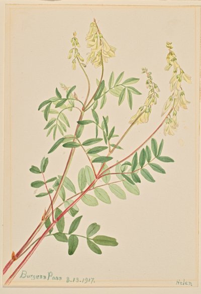 Hedysarum (Hedysarum sulphurescens) door Mary Vaux Walcott