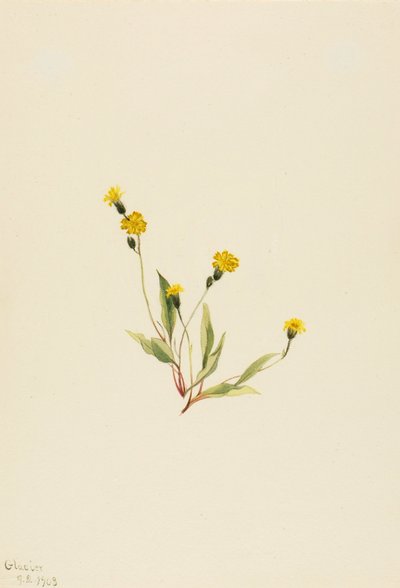 Heieracium gracile door Mary Vaux Walcott