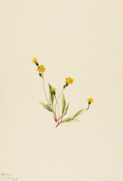 Heieracium gracile door Mary Vaux Walcott