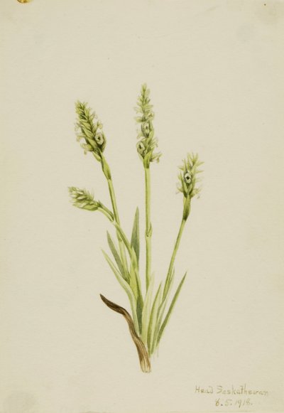 Kamperfoelie (Ibidium strictum) door Mary Vaux Walcott