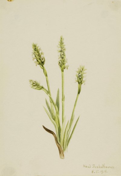 Hooded Ladies-Tresses Ibidium strictum door Mary Vaux Walcott