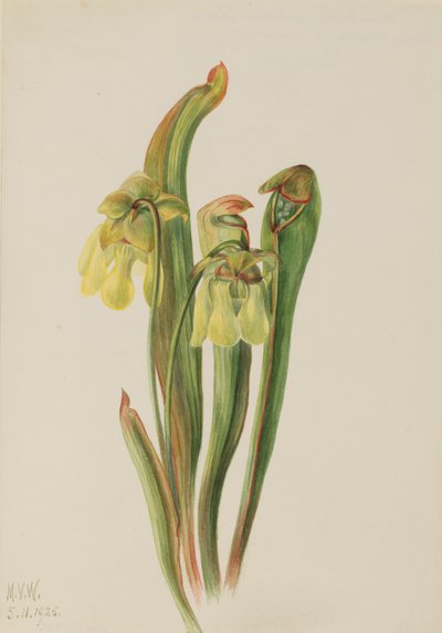 Kapkapplant Sarracenia minor, 1925 door Mary Vaux Walcott