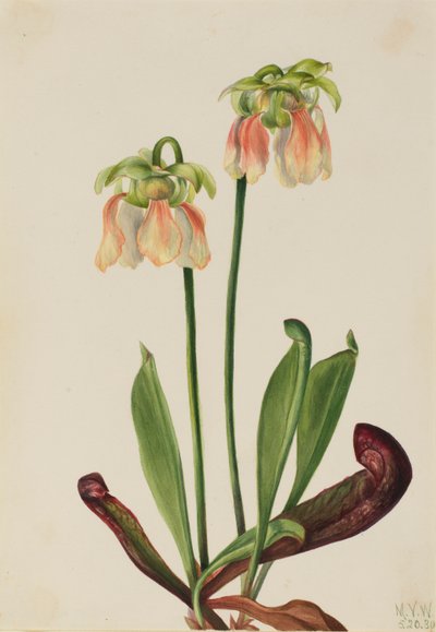 Hybride bekerplant (Sarracenia minor x psittacina) door Mary Vaux Walcott