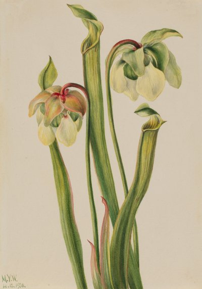 Hybride Bekerplant Sarracenia minor, 1930 door Mary Vaux Walcott