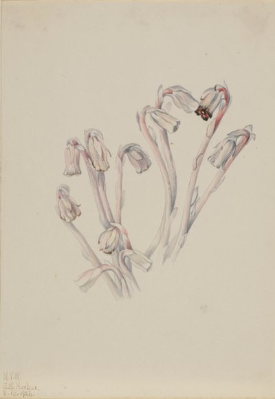 Indische pijp (Monotropa uniflora) door Mary Vaux Walcott