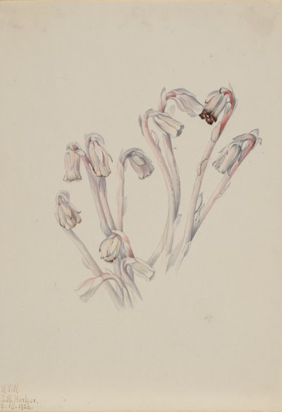 Indiase pijp Monotropa uniflora, 1926 door Mary Vaux Walcott