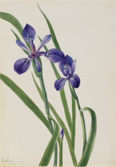 Iris (Iris soorten) door Mary Vaux Walcott