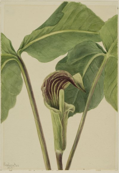 Jack-in-the-pulpit Arisaema triphyllum, 1917 door Mary Vaux Walcott