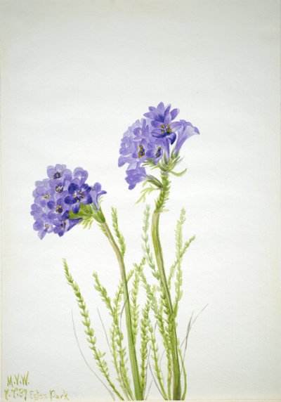 Jacobs Ladder Polemonium viscosum, 1937 door Mary Vaux Walcott