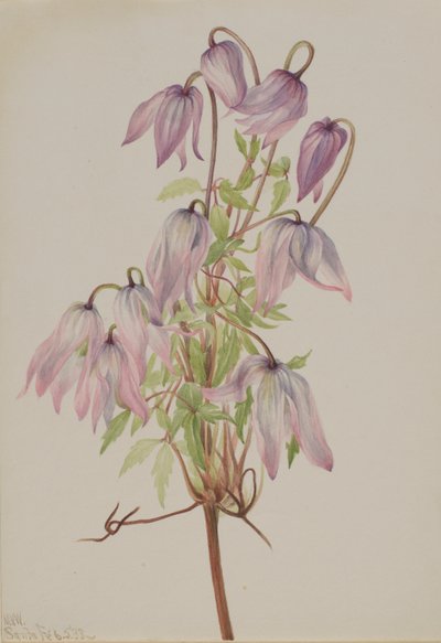Jicarilla Clematis pseudoalpina, 1933 door Mary Vaux Walcott