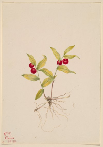 Kruhsea (Kruhsea streptopoides) door Mary Vaux Walcott