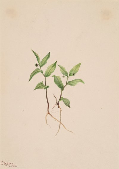 Kruhsea Kruhsea streptopoides, 1913 door Mary Vaux Walcott