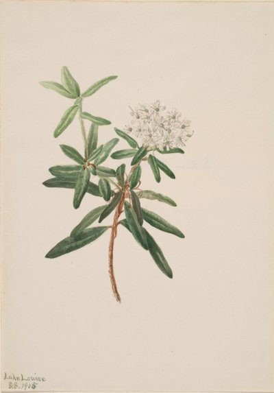 Labrador Tea (Ledum groenlandicum) door Mary Vaux Walcott