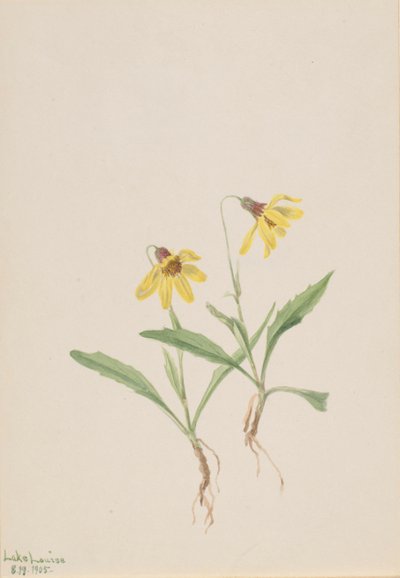 Lake Louise Arnica Arnica louisiana, 1905 door Mary Vaux Walcott