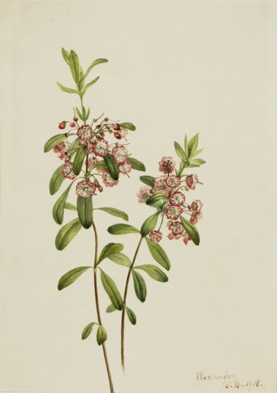 Lambkill Kalmia angustifolia door Mary Vaux Walcott