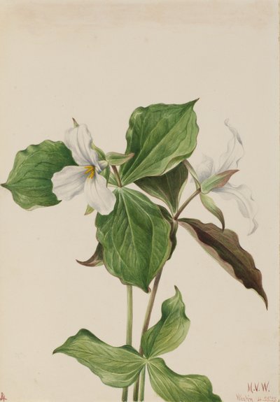 Grote witte Trillium Trillium grandiflorum door Mary Vaux Walcott