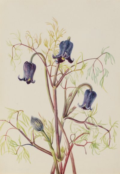 Lederbloem (Clematis hirsutissima) door Mary Vaux Walcott